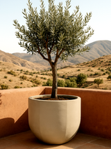 Bali Terracotta Pot