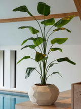 Lima Terracotta Pot